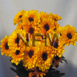 chrysanthemum viking yellow micropoms